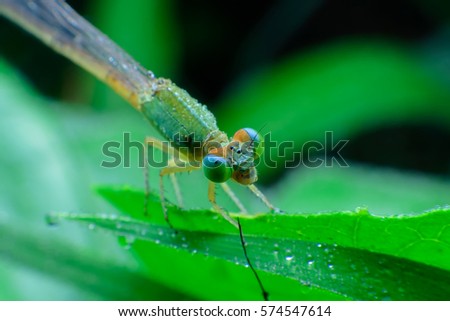 Macro picture of dragonfly on the leave