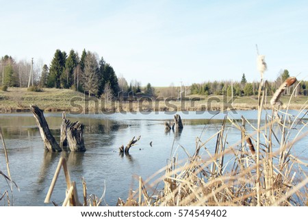 Pond with reeds and snags. Toned picture
