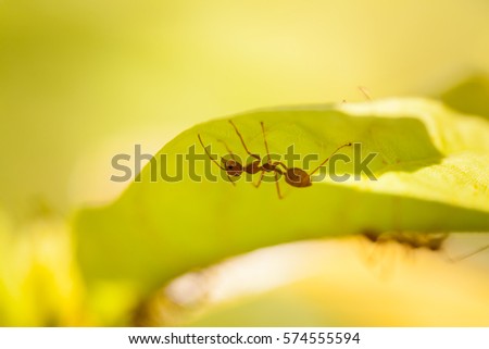 Red ant under green leaf