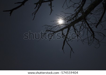 Dead tree on night time under sky white moon.