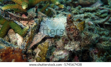serpulid worm that found on seafloor at coral reef area around Bidong Island, Malaysia Royalty-Free Stock Photo #574567438