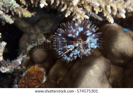 serpulid worm that found between a coral at coral reef area around Bidong Island, Malaysia Royalty-Free Stock Photo #574575301