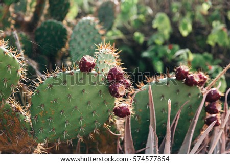 Prickly Pear Cactus in San Diego, California, USA