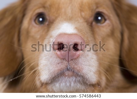 Dog's nose. Pink nose. Close up shot. Dog breed is Nova scotia duck tolling retriever also known as toller.