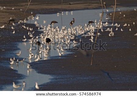 Little egrets (Egretta garzetta) and Black stroks (Ciconia nigra) hunting on fishpond