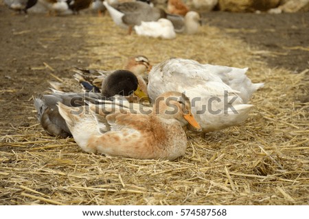 group of ducks on hay