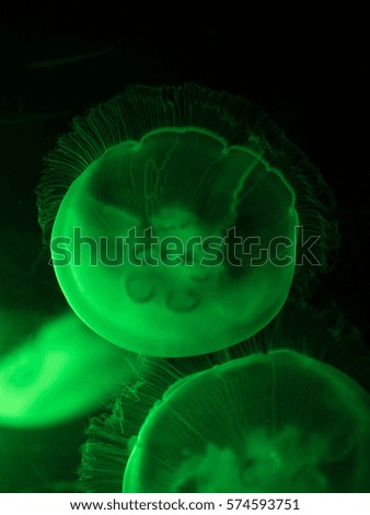 jellyfish in a green light on black background