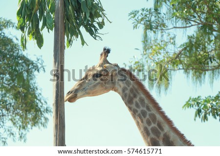 Giraffe in the farm.