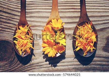 Yellow flowers and petals of a calendula in a wooden spoons on a textural wooden surface. Medicinal flowers of a marigold.   