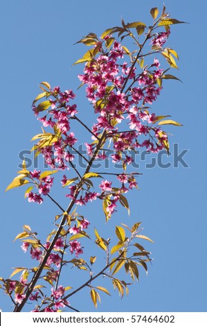 Cheery Blossome Sakura on blue background