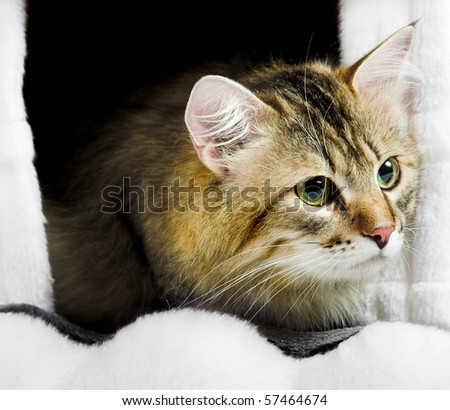 striped siberian cat in his house