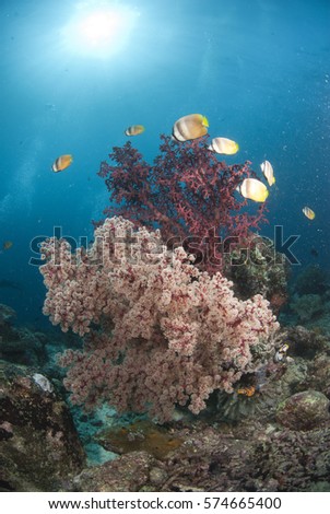 Sea fan coral and angle fish