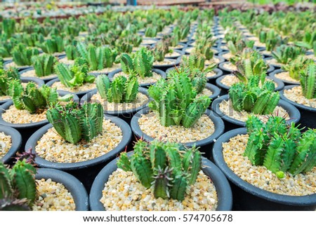 A rows of cactus pot in green house
