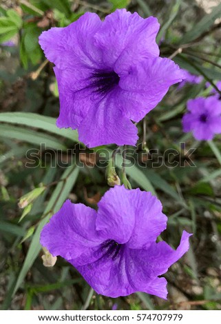 Morning glory purple flower in the garden