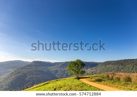 single tree and beautiful dirt curve road on mountain in Thailand