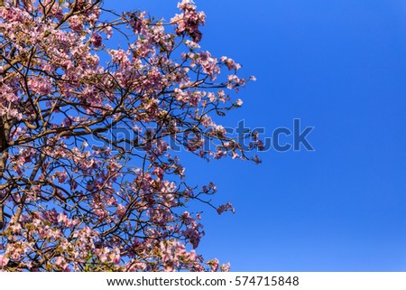 Wild himalayan cherry flowers 
