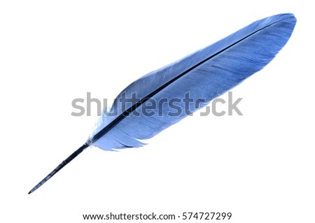 A single bird feather in blue isolated on a white background