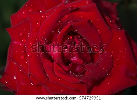 Closeup Red Rose blooming with bright color