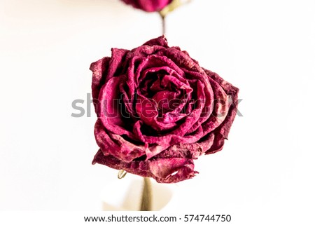 dry rose close up