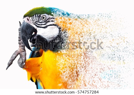 Blue and yellow macaw (Ara ararauna), Macaw parrot on white background