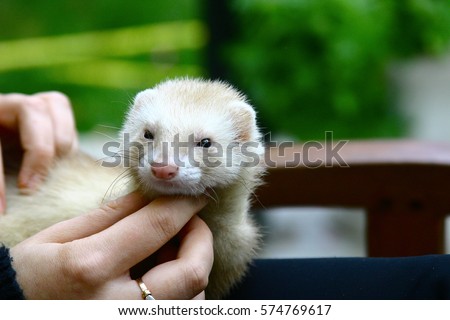Blond pet ferret become sweet cute happy pet ferret. Beige beautiful rare ferret color. Illustrate your work with close up photo concept. Mustela putorius furo. Polecat or domestic ferret