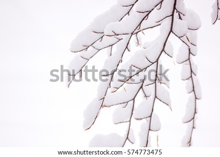 Frozen tree branch covered with wite snow on white background. snow on branch. snow and branch texture background