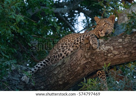 leopard up a tree