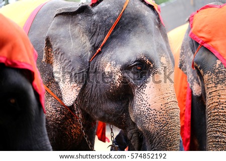 Photo portrait of elephants close-up on speech