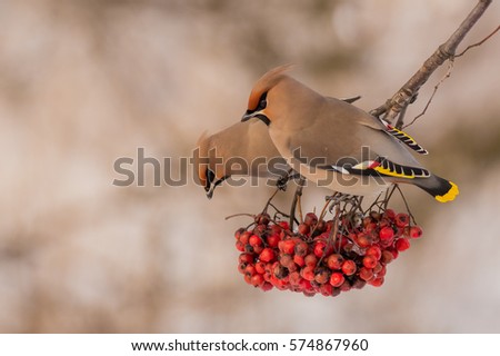 Bohemian Waxwing - Bombycilla garrulus - feeding on the berries in winter time - Vilnius, Lithuania Royalty-Free Stock Photo #574867960