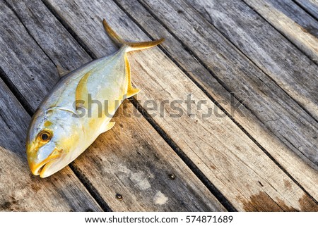 Freshly Caught Tropical Fish on a pier. Dominican Republic