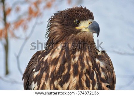 Portrait of White-tailed eagle. Selective focus