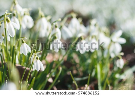 Spring snowdrops. A lot of beautiful snowdrop flowers in nature. Group of Snowdrop flowers blooming in sunny spring day. White small flowers in shape of drops under the bright sun. Spring picture.
