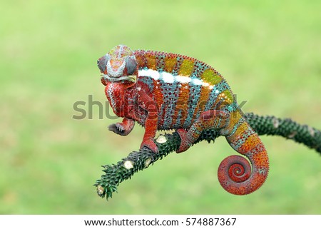 Beautiful of chameleon panther, chameleon panther on branch, chameleon panther climbing on branch, Chameleon panther closeup