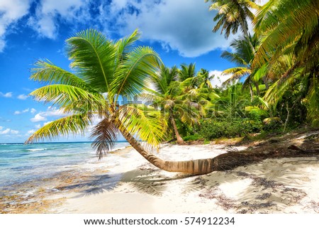 Tropical white sandy beach with palm trees. Saona Island, Dominican Republic