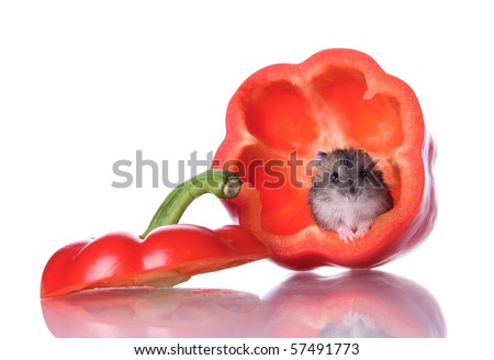 Hamster and red pepper on the white isolated background