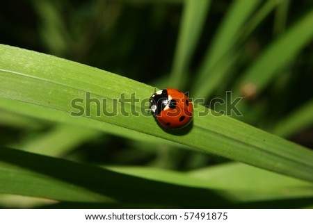 Ladybird beetle (Coccinella septempunctata) on a plant