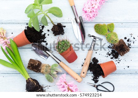 Workspace, Planting spring flowers. Garden tools, Hyacinth and plants in pots on a flat wooden background. Gardening decoration