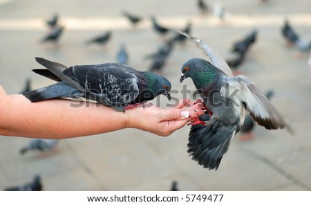 Two pigeons feeding and balancing on woman's hand in St. Mark's Square in Venice, Italy.