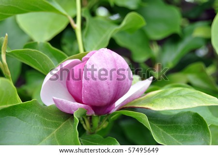 Closeup of lush pink magnolia blossom with green leaves in the background