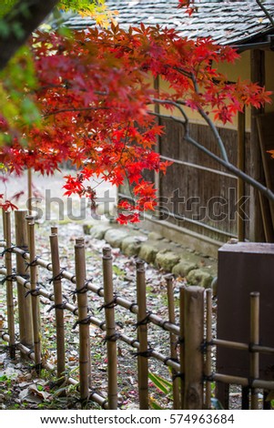 Red maple in autumn with traditional wood fence and house of Japan.