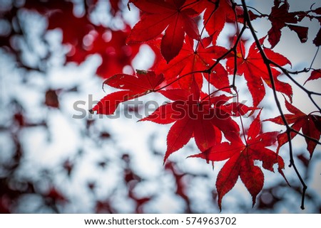 Colorful Red Maple Leaf 