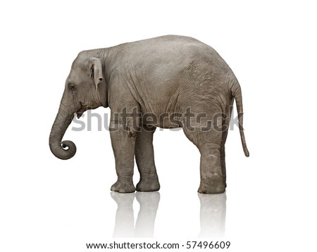 sad elephant calf over white background photo