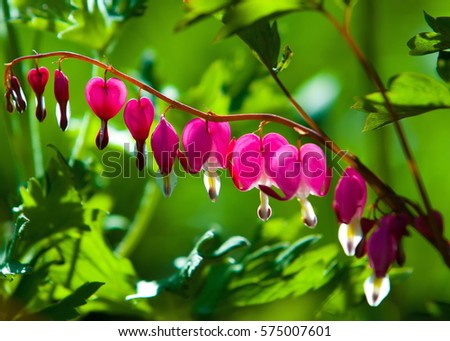 Lamprocapnos spectabilis. bleeding heart. Asian bleeding-heart. Dutchman's breeches. lyre flower. lady-in-a-bath. is a rhizomatous herbaceous perennial 