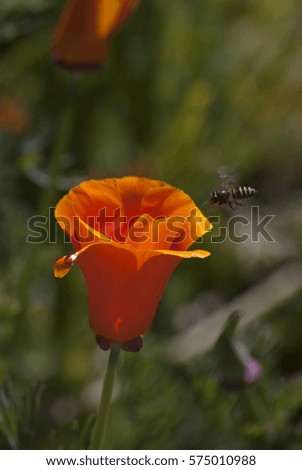 Beautiful orange flower with bees