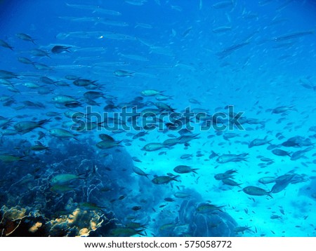 school of fish marine biology coral reef underwater