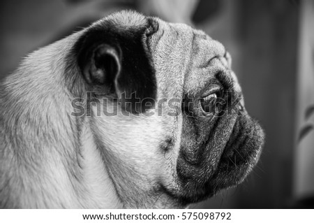Dog, pug, black and white, a stylish portrait of a pug in profile. The dog looks out the window, expects the owner