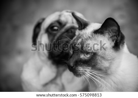 Dog and cat portrait black and white, stylish photo friendship of a cat and a dog. Pug and Thai cat