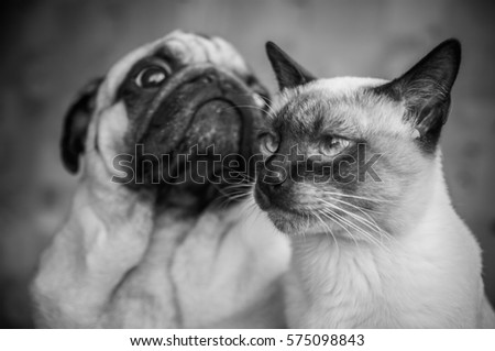 Pug and cat. Friendship of cat and dog