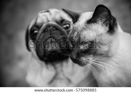 Dog and cat portrait black and white, stylish photo friendship of a cat and a dog. Pug and Thai cat
