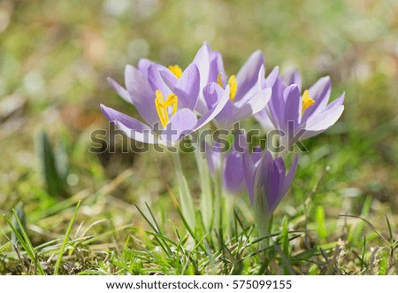 Purple crocuses on a sunny spring day 